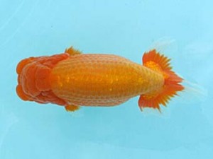 喜樂らんちう会　取締一　林　和明　足立区