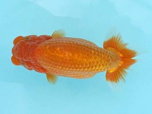 喜樂らんちう会　取締二　勝田　貢　流山市