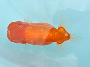 喜樂らんちう会　東大関　高津克人　武蔵野