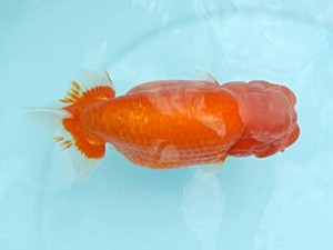 喜樂らんちう会　西大関　高津克人　武蔵野