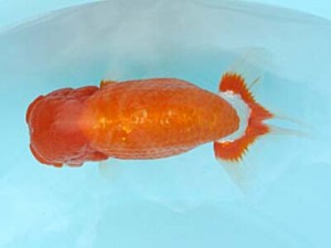 喜樂らんちう会　立行司　高津克人　武蔵野