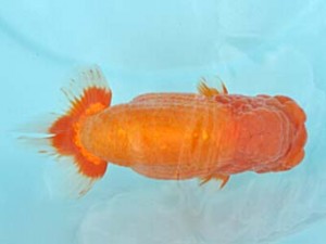 喜樂らんちう会　取締一　渡邉　裕　野田市