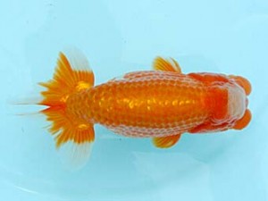 喜樂らんちう会　取締二　大屋智照　行徳