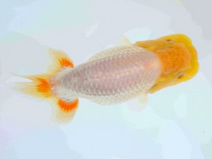 好鱗会　第3回研究会　1位　佐藤徳正