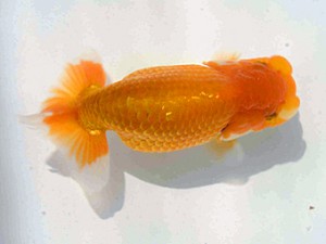 好鱗会　第3回研究会　2位　佐野　勝