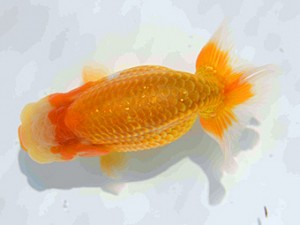 好鱗会　第3回研究会　3位　丸山克昌