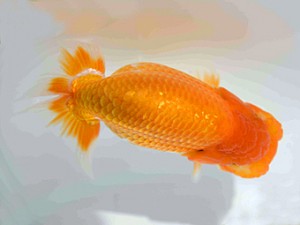 好鱗会　第3回研究会　4位　丸山克昌