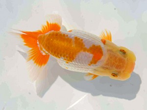 好鱗会　第3回研究会　5位　田家　淳