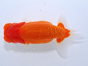 山形・宮城伊達らんちう会 東大関 光山郁雄 山形市 山形・宮城伊達らんちう会 東大関 光山郁雄 山形市