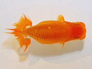 山形宮城伊達 勧進元二 吉田彦三 名取市 山形宮城伊達 勧進元二 吉田彦三 名取市