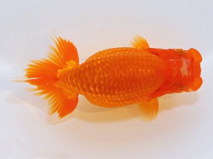 山形宮城伊達 行司一 佐藤哲男 仙台市 山形宮城伊達 行司一 佐藤哲男 仙台市