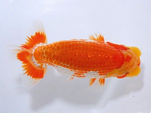 山形宮城伊達 行司二 福沢 誠 青森市 山形宮城伊達 行司二 福沢 誠 青森市