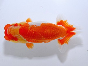 山形宮城伊達 行司三 相馬健一 青森市 山形宮城伊達 行司三 相馬健一 青森市