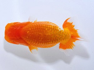 山形宮城伊達 脇行司一 黒はばき浩之 福島 山形宮城伊達 脇行司一 黒はばき浩之 福島