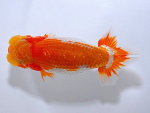 山形宮城伊達 脇行司二 梅山利明 青森市 山形宮城伊達 脇行司二 梅山利明 青森市