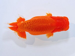 山形・宮城伊達らんちう会 高橋和敬 石巻市 山形・宮城伊達らんちう会 西大関 高橋和敬 石巻市