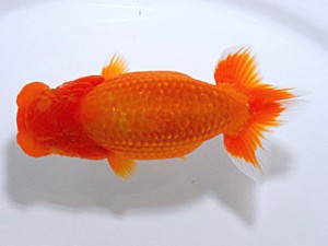 山形・宮城伊達らんちう会 立行司 和井内貴久 八戸市 山形・宮城伊達らんちう会 立行司 和井内貴久 八戸市