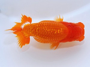 山形・宮城伊達らんちう会 取締一 田中孝俊 むつ市 山形・宮城伊達らんちう会 取締一 田中孝俊 むつ市