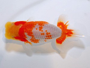 山形・宮城伊達らんちう会 取締二 森相 優 埼玉 山形・宮城伊達らんちう会 取締二 森相 優 埼玉