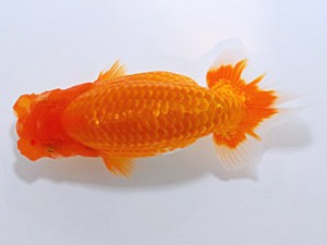 山形宮城伊達 東関脇 森相 優 埼玉 山形宮城伊達 東関脇 森相 優 埼玉