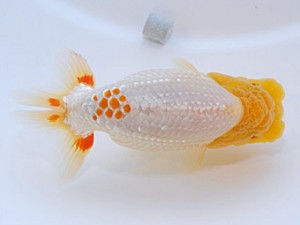 山形宮城伊達 西関脇 福沢 誠 青森市 山形宮城伊達 西関脇 福沢 誠 青森市