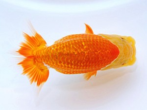 山形宮城伊達 東小結 黒はばき浩之 福島 山形宮城伊達 東小結 黒はばき浩之 福島