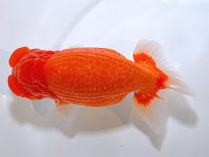 山形・宮城伊達らんちう会 東大関 光山郁雄 山形市 山形・宮城伊達らんちう会 東大関 光山郁雄 山形市