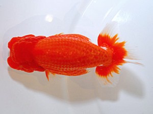 山形・宮城伊達らんちう会 立行司 佐藤哲男 仙台市 山形・宮城伊達らんちう会 立行司 佐藤哲男 仙台市