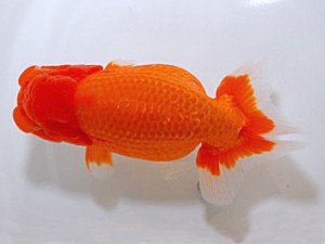 山形・宮城伊達らんちう会 取締一 光山郁雄 山形市 山形・宮城伊達らんちう会 取締一 光山郁雄 山形市