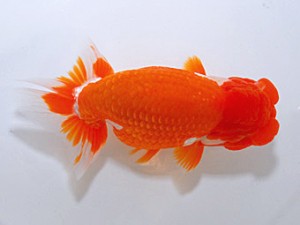 山形・宮城伊達らんちう会 取締二 和井内貴久 八戸市 山形・宮城伊達らんちう会 取締二 和井内貴久 八戸市