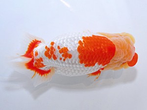 山形・宮城伊達らんちう会 東大関 松田 勝 仙台市 山形・宮城伊達らんちう会 松田 勝 仙台市