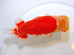 山形・宮城伊達らんちう会 西大関 松田 勝 仙台市 山形・宮城伊達らんちう会 西大関 松田 勝 仙台市