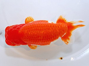 山形・宮城伊達らんちう会 立行司 高橋正範 白石市 山形・宮城伊達らんちう会 立行司 高橋正範 白石市