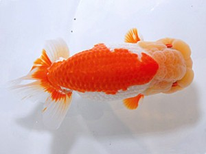 山形・宮城伊達らんちう会 取締一 高橋正範 白石市 山形・宮城伊達らんちう会 取締一 高橋正範 白石市