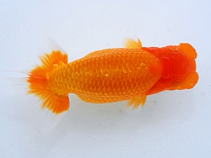 岡山錦鱗会　東大関　松本好考　四国中央