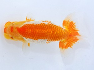 岡山錦鱗会 東勧進元　中島健一郎　浅口