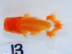 岡山錦鱗会 行司二　小笠原義照　浅口