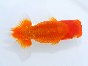 岡山錦鱗会 行司三　西口武志　大阪