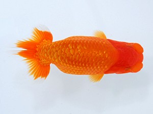 岡山錦鱗会 東脇行司　河本圭司　松山