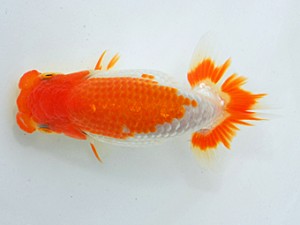 岡山錦鱗会　西大関　村上暢彦　浅口