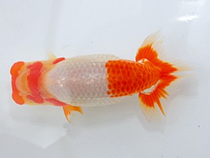 岡山錦鱗会　立行司　安田正広　徳島