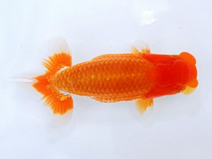 岡山錦鱗会　東取締　小笠原義照　浅口