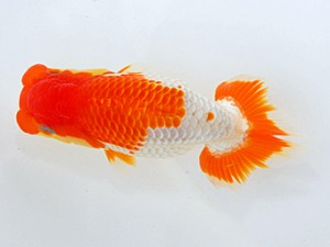 岡山錦鱗会　西取締　藤野　武　高松
