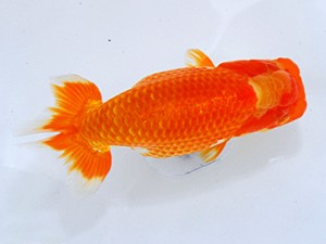 岡山錦鱗会 西関脇　南堀育三　小豆島