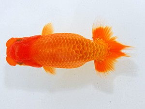 岡山錦鱗会 西小結　西口武志　大阪