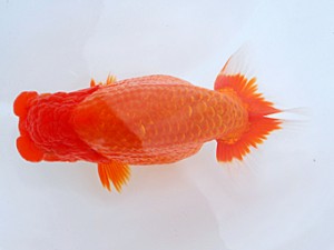 岡山錦鱗会　東大関　川村和己　高知