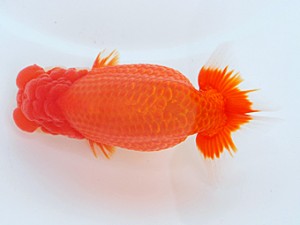 岡山錦鱗会 東勧進元　鳴海　満　横浜