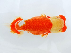 岡山錦鱗会 西勧進元　柏野正彦　児島