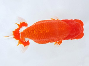 岡山錦鱗会 行司一　津島洋介　西条