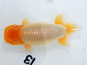 岡山錦鱗会 行司二　原田和彦　倉敷